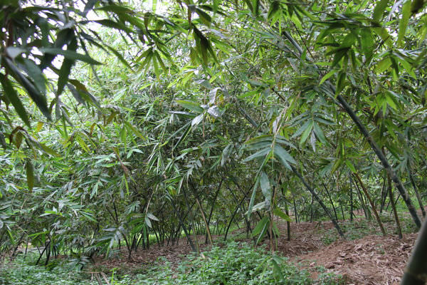 Bamboo10.jpg